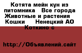 Котята мейн-кун из питомника - Все города Животные и растения » Кошки   . Ненецкий АО,Коткино с.